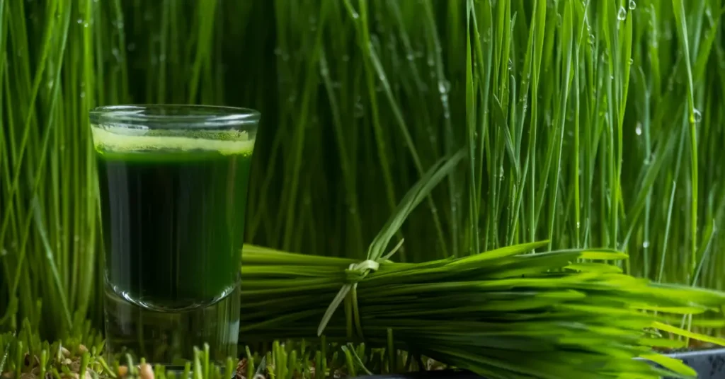 A glass of freshly extracted wheatgrass juice placed beside a bundle of green wheatgrass with water droplets on the blades.